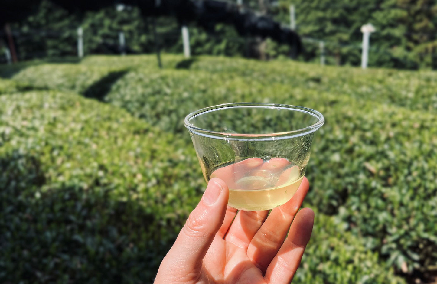 Year of the Snake ~ Lunar New Year Tea Tasting Selection